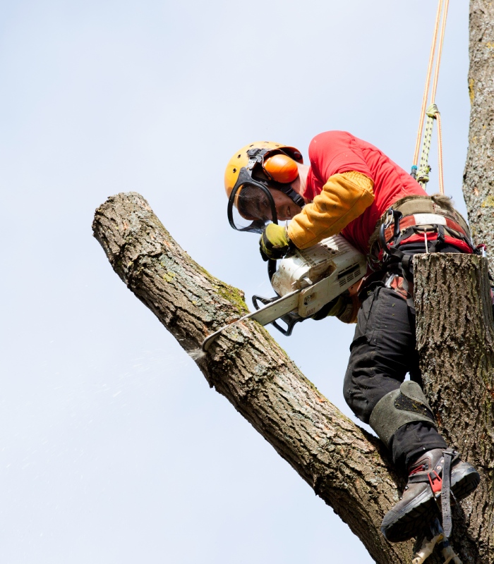 Démontage délicat d’arbre