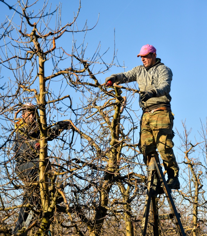 Taille raisonnée des arbres