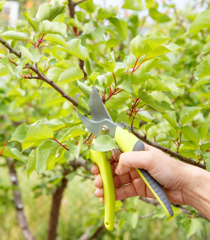Taille soignée des branches