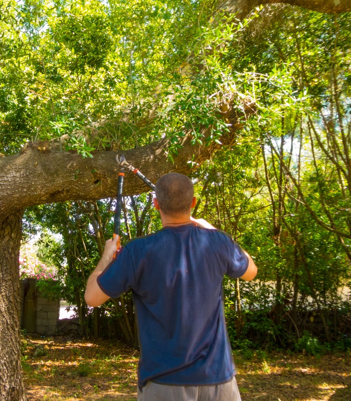 Taille d’arbre au jardin